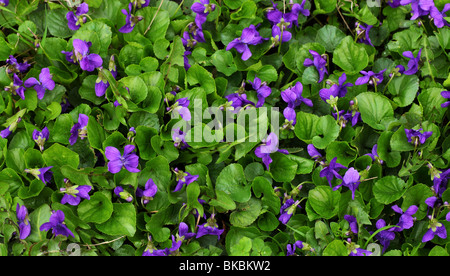 Fiori Viola Viola odorata close up Foto Stock