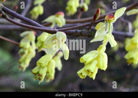 La molla spike inverno hazel fiori close up Corylopsis spicata Foto Stock