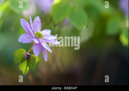 Anemonella thalictroides. Rue fiore Anemone Foto Stock