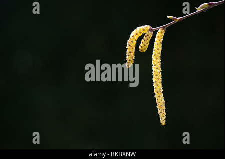 Betula utilis jacquemontii jermyn. L'Himalayan betulla amenti Foto Stock