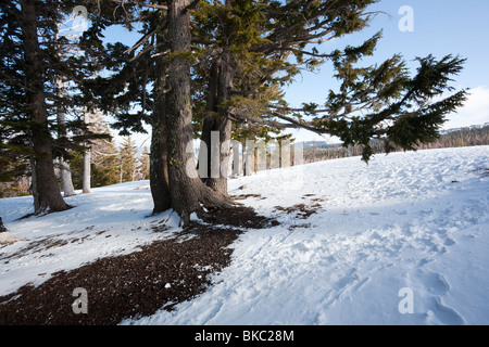 Tappo di Cloud, Cooper Sperone, Mount Hood National Forest - Monte Cofano, Oregon Foto Stock