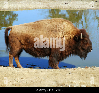 Bufalo americano - Bison bison Foto Stock