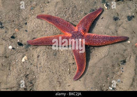 Starfish comune, Politica europea comune in materia di Seastar (Asterias rubens) sulla sabbia. Foto Stock