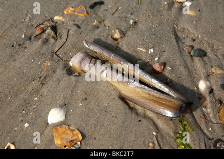Atlantic ribaltarsi Clam (Ensis directus), conchiglie sulla spiaggia di sabbia. Foto Stock
