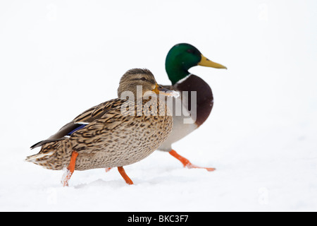 Mallard Duck (Anas platyrhynchos), coppia camminando su un lago ghiacciato. Foto Stock