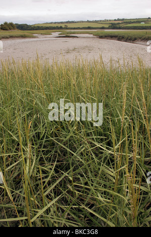 Cavo comune-erba (Spartina anglica : Poaceae) in fiore sulle velme, UK. Foto Stock