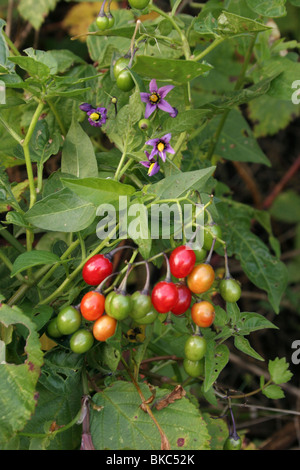 Agrodolce (Solanum dulcamara : Solanaceae) in fiore e frutto, UK. Foto Stock