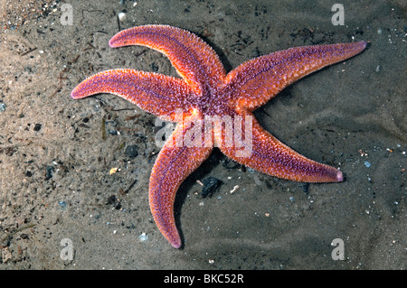 Starfish comune, Politica europea comune in materia di Seastar (Asterias rubens) sulla sabbia. Foto Stock