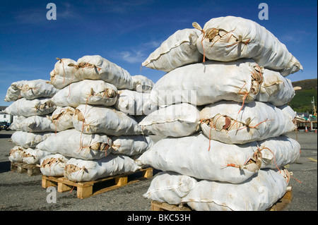 Cappesante sbarcati su Ullapool Harbour Scotland Regno Unito Foto Stock