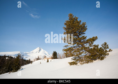 Alberi bruciati dalla cresta Gnarl fire, Cooper Sperone, Mount Hood National Forest - Monte Cofano, Oregon Foto Stock