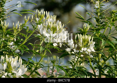 Fiore di ragno (tarenaya hassleriana 'helen campbell' syn. cleome hassleriana 'helen campbell') Foto Stock