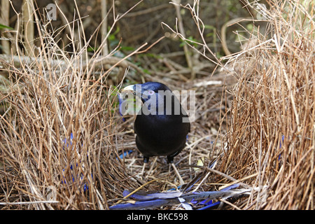 Satin Bowerbird (Ptilonorhynchus tendente al violaceo), maschio a bower. Foto Stock