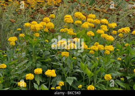 Cono cutleaf fiore (rudbeckia laciniata goldquelle "') Foto Stock