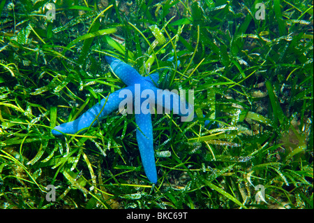 Blue star seastar starfish Linckia Laevigata piante fanerogame mare verde erba corallina fauna selvaggia vita mare sealife subacqueo Dive sotto l'acqua Foto Stock