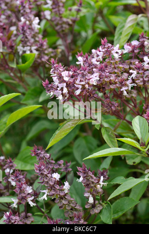 Il basilico (Ocimum basilicum 'siam queen') Foto Stock