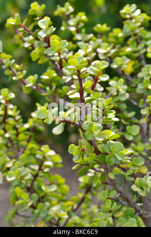 Nana impianto di giada ("Portulacaria " afra) Foto Stock