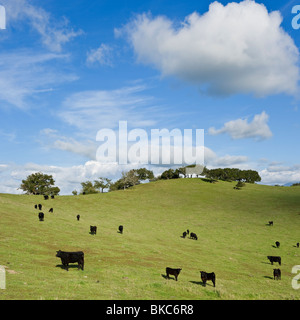 Allevamento di Black Angus vacche e vitelli in verde pascolo, Santa Barbara country, California Foto Stock