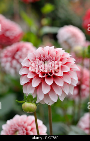 Sfera dahlia (dahlia fubuki rosso e bianco) Foto Stock