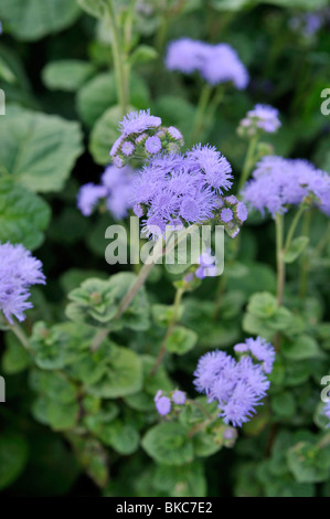 Fiore di filo interdentale (ageratum houstonianum "Blue Horizon") Foto Stock