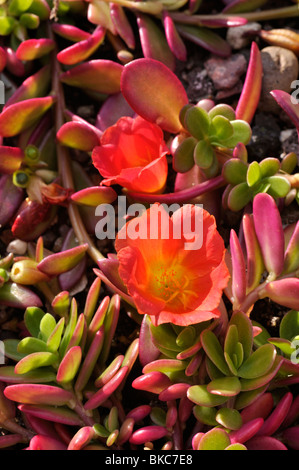 Purslane wingpod (portulaca umbraticola) Foto Stock