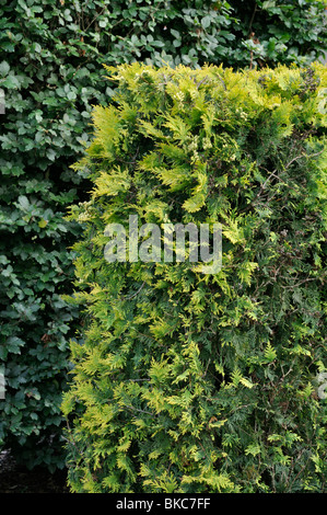 Arborvitae orientale (Thuja occidentalis 'sunkist') Foto Stock