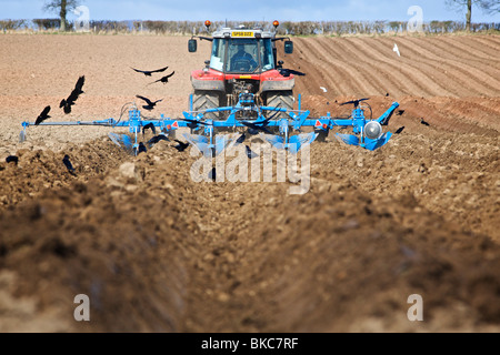 Letti di formatura prima della separazione del suolo e la coltivazione di patate Foto Stock