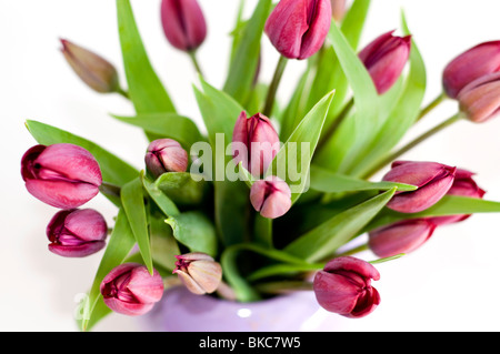 Un vaso di tulipani viola su sfondo bianco Foto Stock