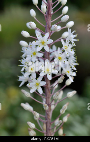 Sea squill (drimia maritima syn. cariddi maritima) Foto Stock