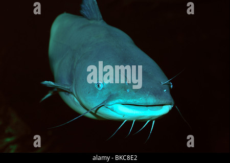 Canale, pesce gatto Ictalurus punctatus, captive Foto Stock