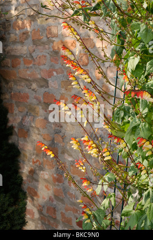 Bandiera spagnola (Ipomoea lobata 'feuerzunge' syn. quamoclit lobata 'feuerzunge') Foto Stock