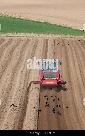 La pietra e la zolla di terreno separando prima di piantare patate Foto Stock