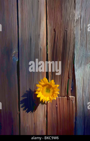 Girasole fienile in legno Foto Stock