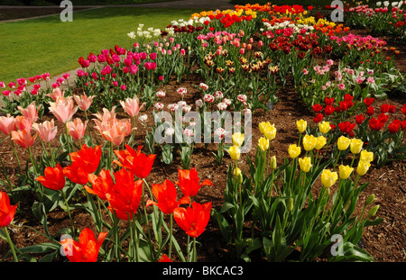 Un letto di tulipani bello. Foto Stock