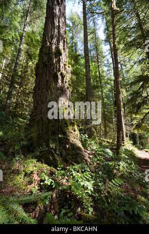 Alberi sempreverdi lungo la Eagle Creek Trail - Columbia River Gorge, Multnomah County, Oregon Foto Stock