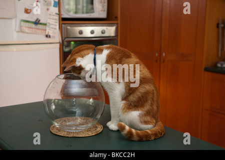 Il Pet cat giocando con il vuoto d'oro Coppa di pesce Foto Stock