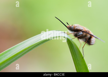 Bombylius major. Bee fly in appoggio su una foglia Foto Stock