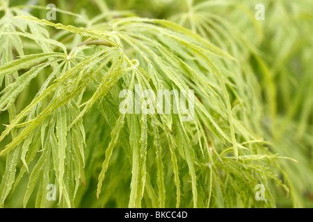 Classico verde piange Acero verde, laceleaf threadleaf o cutleaf pianto acero giapponese Acer palmatum Dissectum "Viridis' Brookfields Centro giardino. Foto Stock