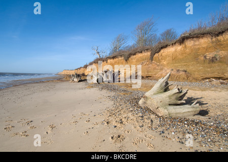 Spiaggia a colpo Covehithe nel Suffolk East Anglia mostra erosione costiera di scogliere alberi su una scogliera Albero Morto monconi sulla spiaggia Foto Stock