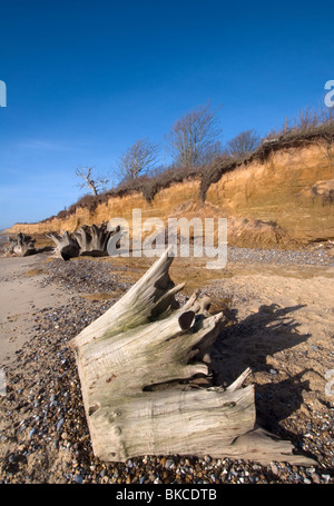 Spiaggia a colpo Covehithe nel Suffolk East Anglia mostra erosione costiera di scogliere alberi su una scogliera Albero Morto monconi sulla spiaggia Foto Stock