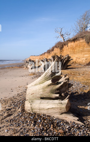 Spiaggia a colpo Covehithe nel Suffolk East Anglia mostra erosione costiera di scogliere alberi su una scogliera Albero Morto monconi sulla spiaggia Foto Stock