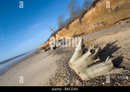 Spiaggia a colpo Covehithe nel Suffolk East Anglia mostra erosione costiera di scogliere alberi su una scogliera Albero Morto monconi sulla spiaggia Foto Stock