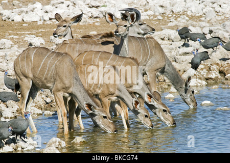 Bere maggiore kudus Foto Stock