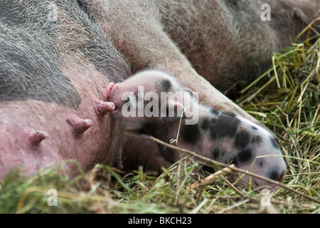 Giovani panciuta pig Foto Stock