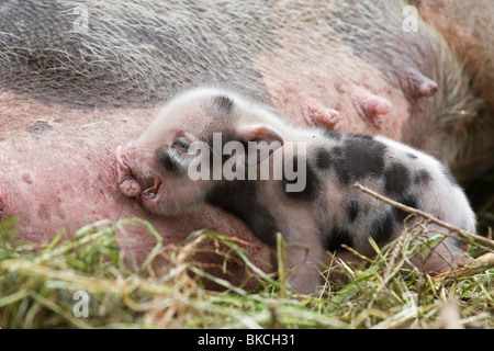 Giovani panciuta pig Foto Stock