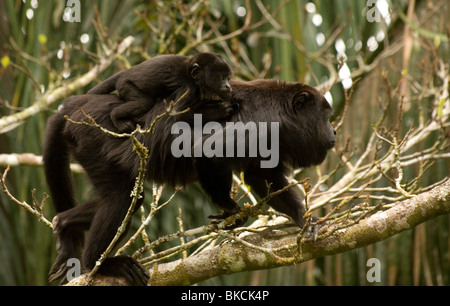 Una femmina nero di scimmia urlatrice porta il suo bambino in Montes Azules Riserva della Biosfera nella foresta Lacandon, Chiapas, Messico Foto Stock