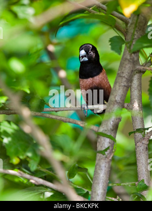 Chestnut Munia ( Lonchura malacca) cantare Foto Stock