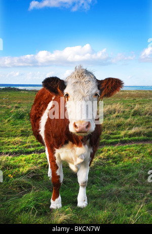 Mucca sul prato Foto Stock