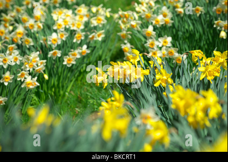 Giunchiglie in campagna di Norfolk su una soleggiata giornata di primavera Foto Stock