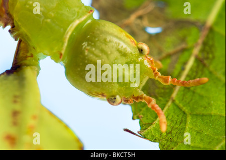 Phyllium Sp. filippine insetti foglia mangiare mangiare leafinsect stick aspetto di una foglia simile leafinsect animale foglia verde le Foto Stock