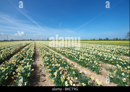 Un campo di narcisi in campagna di Norfolk su una soleggiata giornata di primavera Foto Stock